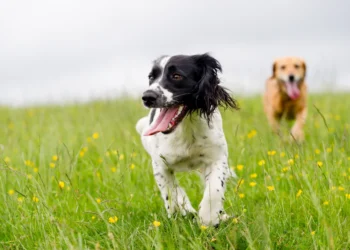 YuMOVE: Give Your Pet the Best in Skin and Coat Care