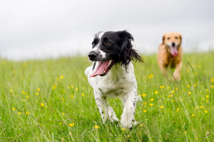 YuMOVE: Give Your Pet the Best in Skin and Coat Care