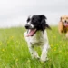 YuMOVE: Give Your Pet the Best in Skin and Coat Care
