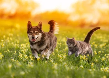 Enhance Your Pet’s Well-being with YuMOVE