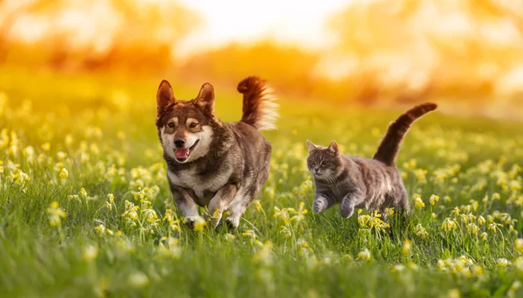 Enhance Your Pet’s Well-being with YuMOVE