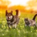 Enhance Your Pet’s Well-being with YuMOVE