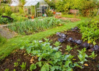 Revolutionize Your Gardening with High Street TV Innovations