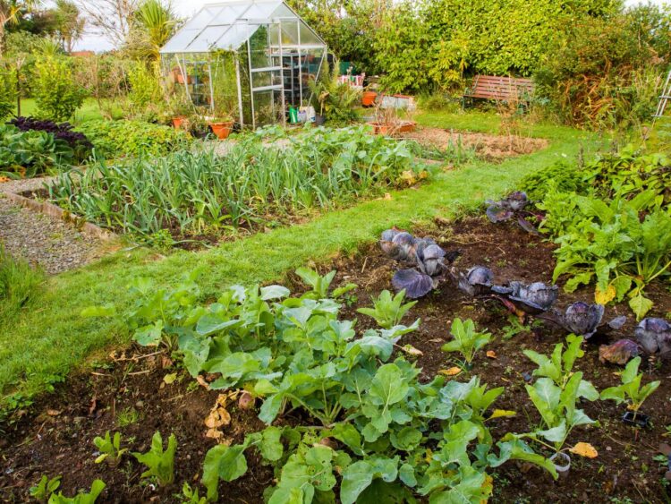 Revolutionize Your Gardening with High Street TV Innovations