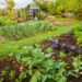 Revolutionize Your Gardening with High Street TV Innovations