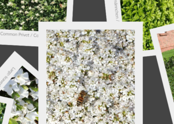 Bereichern Sie Ihre Grünfläche mit der Baumschule Horstmann: Der Garten der Möglichkeiten
