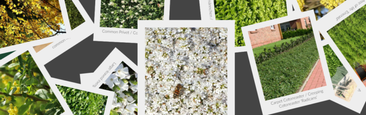 Bereichern Sie Ihre Grünfläche mit der Baumschule Horstmann: Der Garten der Möglichkeiten