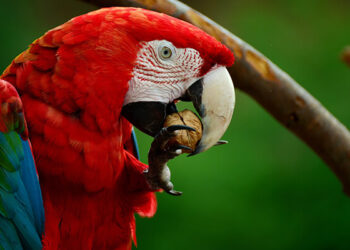 Discover the Best Nuts for Parrots and Macaws at anuts.com