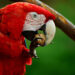 Discover the Best Nuts for Parrots and Macaws at anuts.com
