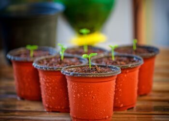 Sustainable Sophistication: Durable, Stylish Planters for a Greener Home
