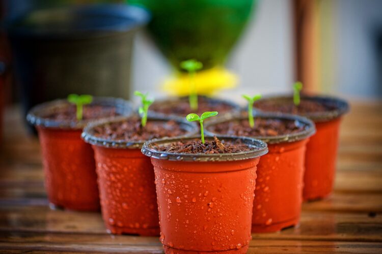 Sustainable Sophistication: Durable, Stylish Planters for a Greener Home