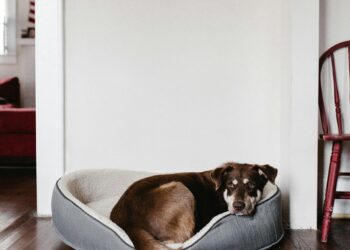 The Ultimate Comfort Haven for Your Dog: Top Dog Beds for Every Need