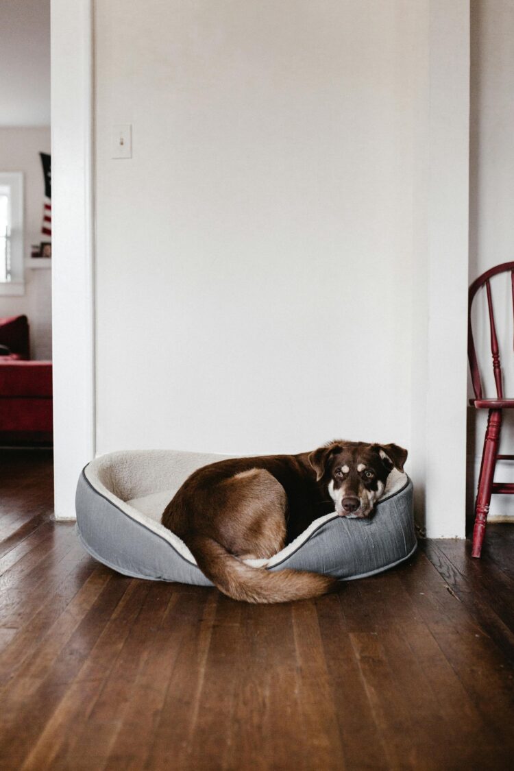 The Ultimate Comfort Haven for Your Dog: Top Dog Beds for Every Need