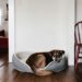 The Ultimate Comfort Haven for Your Dog: Top Dog Beds for Every Need