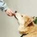 Dall’energia all’immunità: i migliori alimenti per cani per una salute completa