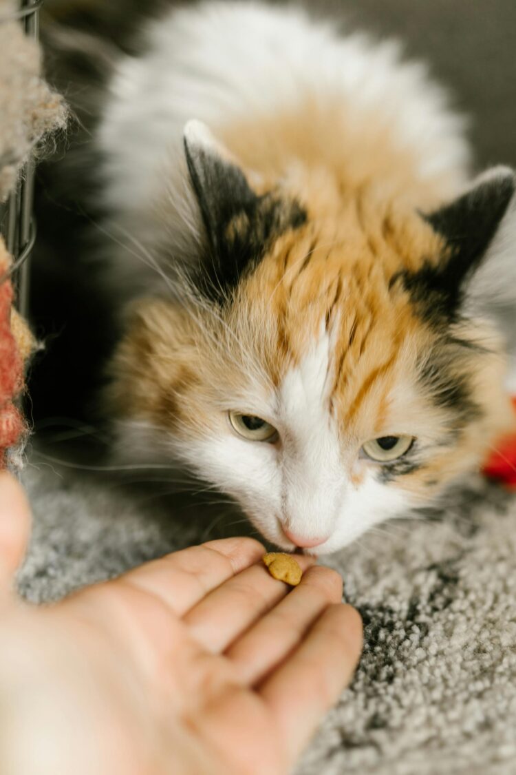 Alla scoperta di prodotti per animali domestici di qualità per gatti più sani e felici
