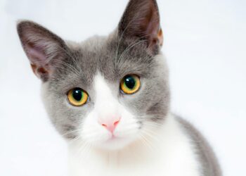 The Best Natural and Grain-Free Cat Foods for Every Stage of Life