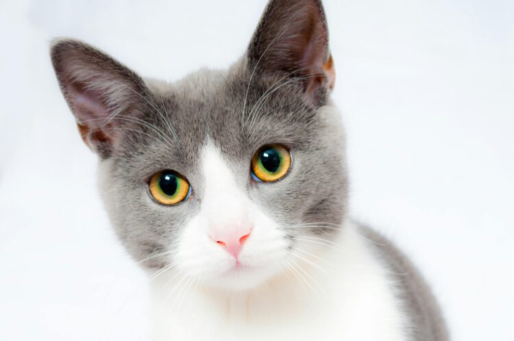 The Best Natural and Grain-Free Cat Foods for Every Stage of Life