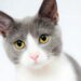 The Best Natural and Grain-Free Cat Foods for Every Stage of Life
