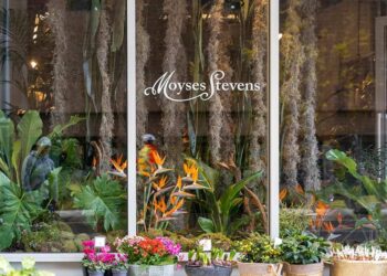 Transform Your Space with Beautiful Plants from Moyses Stevens