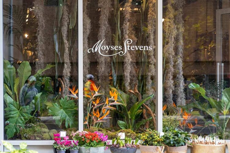 Transform Your Space with Beautiful Plants from Moyses Stevens