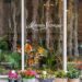 Transform Your Space with Beautiful Plants from Moyses Stevens