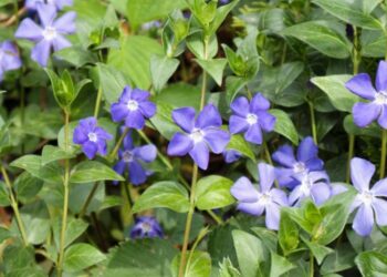 Verschönern Sie Ihren Garten mit Premium-Pflanzen und Bodendeckern von Baumschule Horstmann