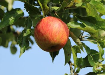 Verwandeln Sie Ihren Garten mit frischen und saftigen Sommeräpfeln von der Baumschule Horstmann