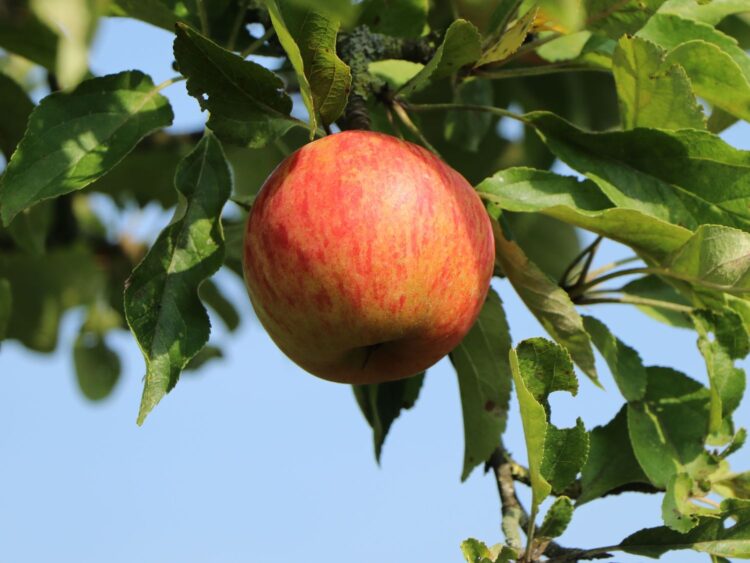 Verwandeln Sie Ihren Garten mit frischen und saftigen Sommeräpfeln von der Baumschule Horstmann
