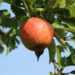Verwandeln Sie Ihren Garten mit frischen und saftigen Sommeräpfeln von der Baumschule Horstmann