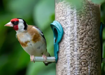 Enhance Your Garden with Sunflower Seeds and Hearts from Garden Wildlife Direct