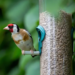 Enhance Your Garden with Sunflower Seeds and Hearts from Garden Wildlife Direct