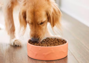 Affordable and Nutritious Dog Food Available at Morrisons