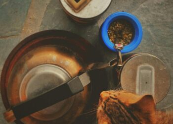 Feed Your Cat Right: The Best Natural Wet Foods for Happy, Healthy Pets