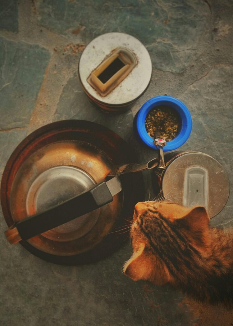 Feed Your Cat Right: The Best Natural Wet Foods for Happy, Healthy Pets