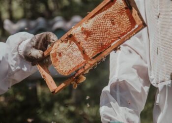 The Science Behind Manuka Honey: Unlocking Natural Healing in Every Jar