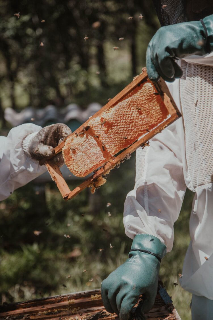 The Science Behind Manuka Honey: Unlocking Natural Healing in Every Jar