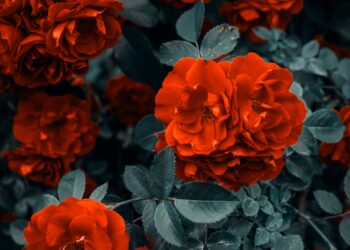 The Magic of Christmas Flowers: Celebrating Beauty, Joy, and Festive Elegance