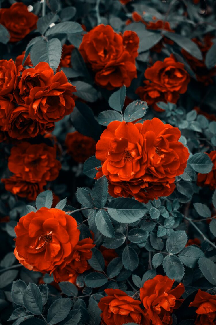 The Magic of Christmas Flowers: Celebrating Beauty, Joy, and Festive Elegance