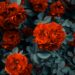 The Magic of Christmas Flowers: Celebrating Beauty, Joy, and Festive Elegance