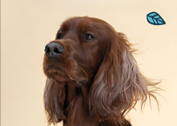 Boost Your Dog’s Health with Premium Supplements from Lily’s Kitchen