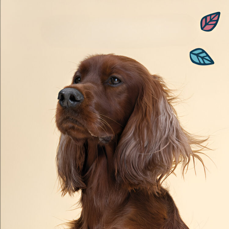Boost Your Dog’s Health with Premium Supplements from Lily’s Kitchen