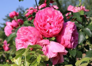 Verwandeln Sie Ihren Garten mit den lebhaften Floribunda-Rosen der Baumschule Horstmann