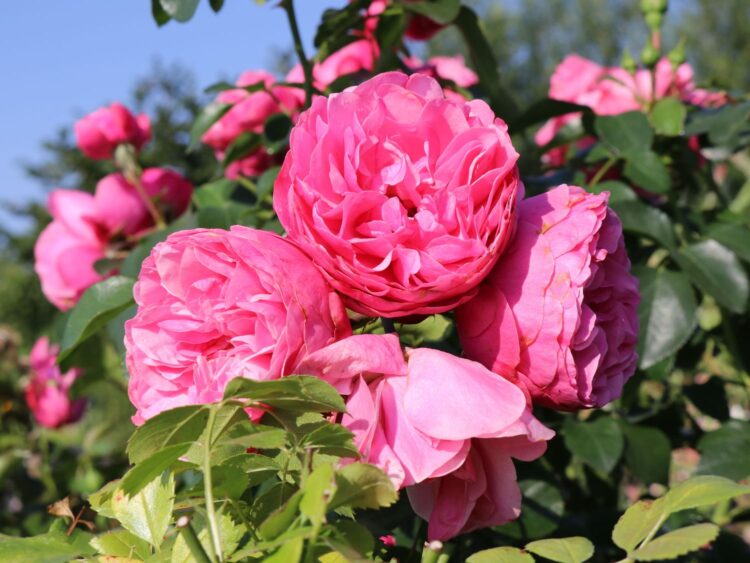 Verwandeln Sie Ihren Garten mit den lebhaften Floribunda-Rosen der Baumschule Horstmann