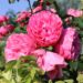 Verwandeln Sie Ihren Garten mit den lebhaften Floribunda-Rosen der Baumschule Horstmann