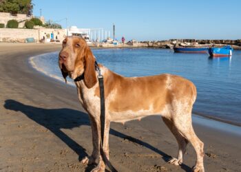 Bauzaar: Tutto ciò di cui il cane ha bisogno per la sua alimentazione, salute e felicità
