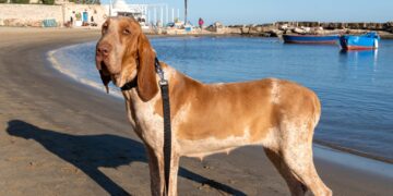 Bauzaar: Tutto ciò di cui il cane ha bisogno per la sua alimentazione, salute e felicità