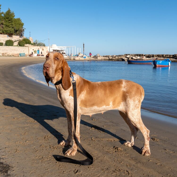 Bauzaar: Tutto ciò di cui il cane ha bisogno per la sua alimentazione, salute e felicità