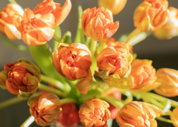 Por Qué los Tulipanes Son la Forma Perfecta de Alegrar tu Hogar y Vida