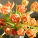Por Qué los Tulipanes Son la Forma Perfecta de Alegrar tu Hogar y Vida